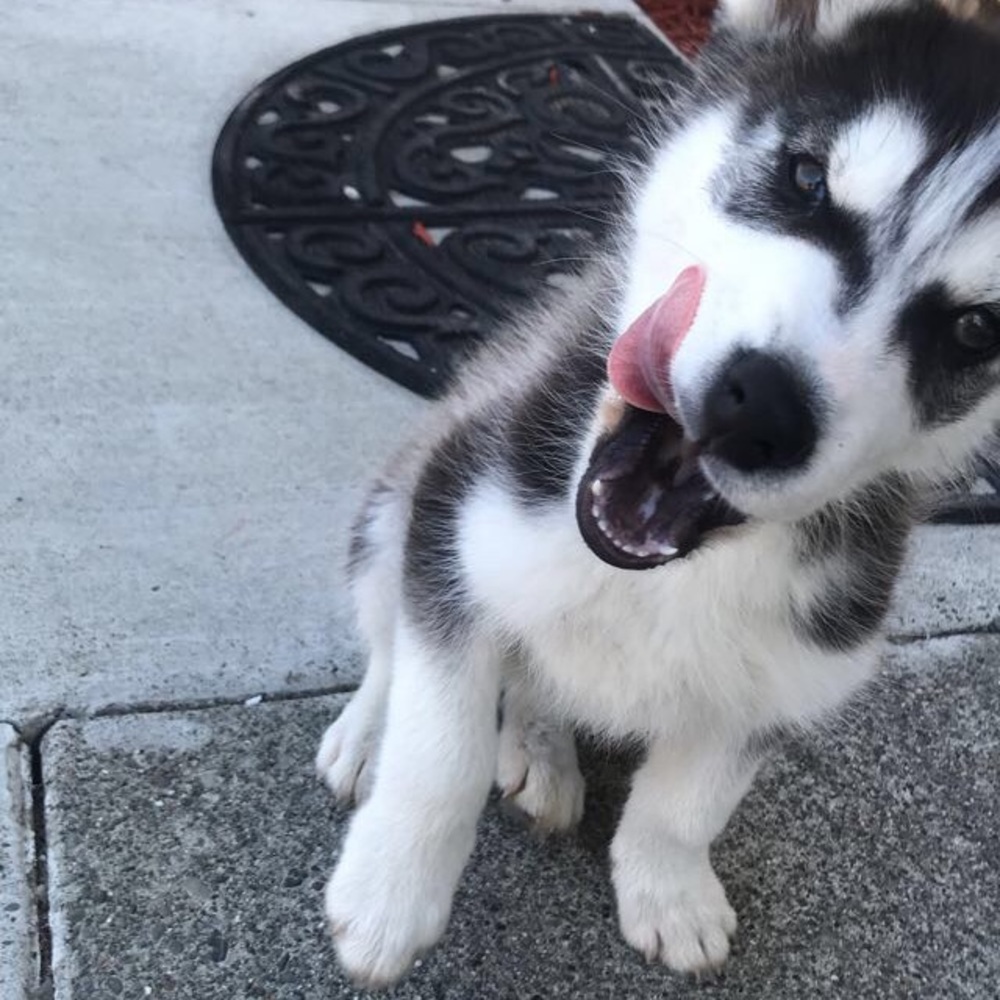 Meet your Posher, Sheridan